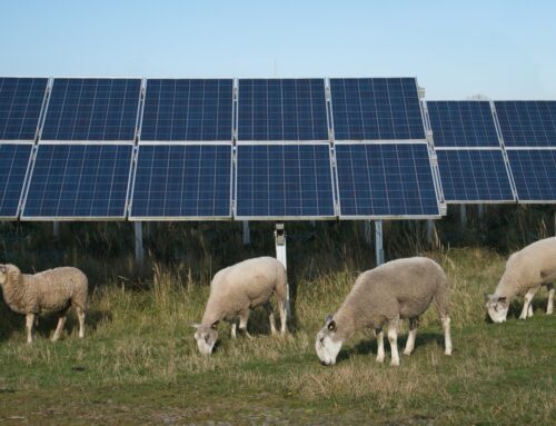 Agrivoltaico: quando i pannelli solari trasformano il deserto in pascoli verdi