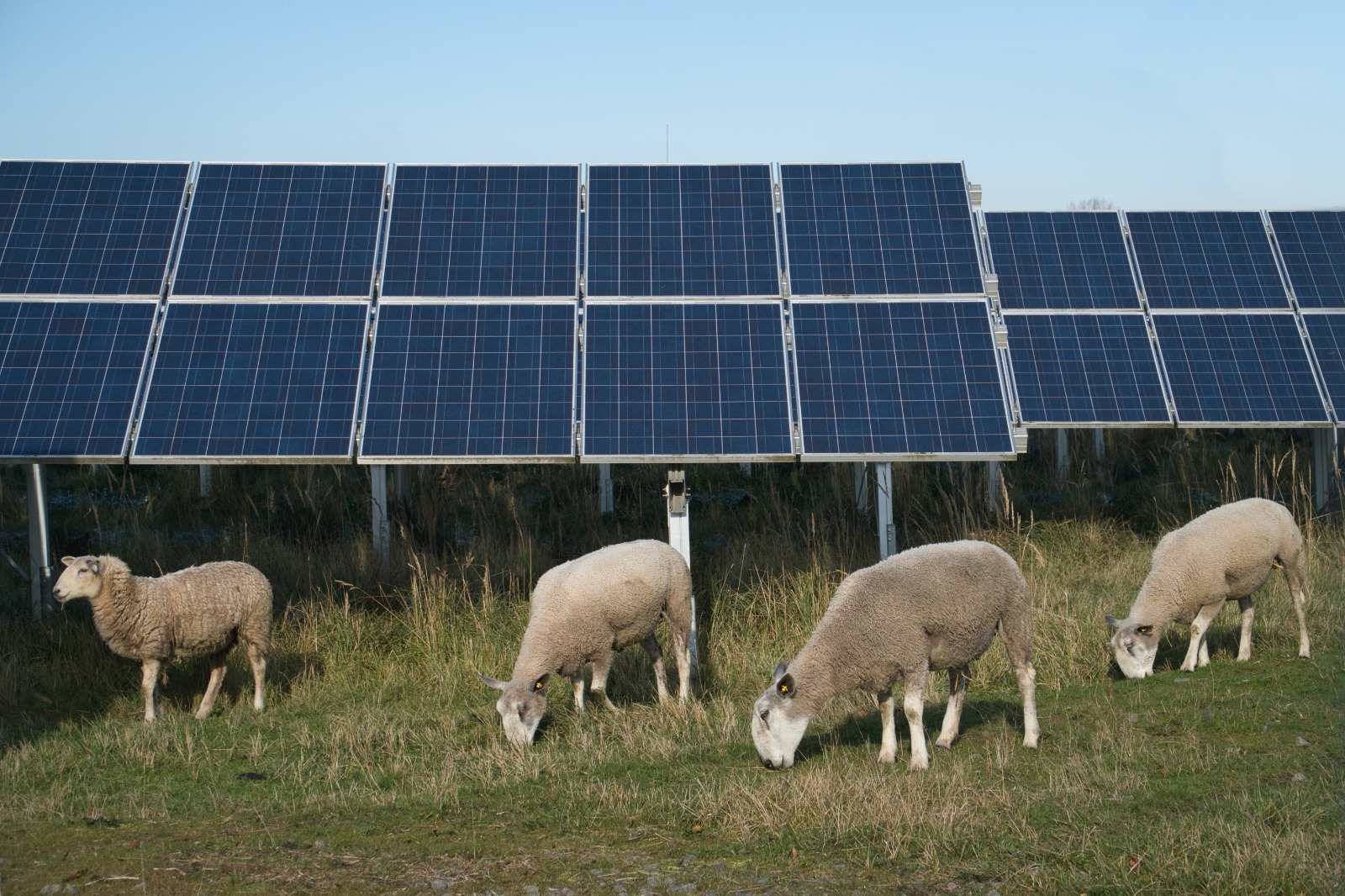 agrivoltaico